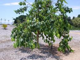 Bo Tree Fig 30G [Ficus religiosa]